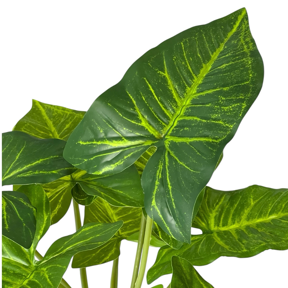 Сингониум куст 50 см.