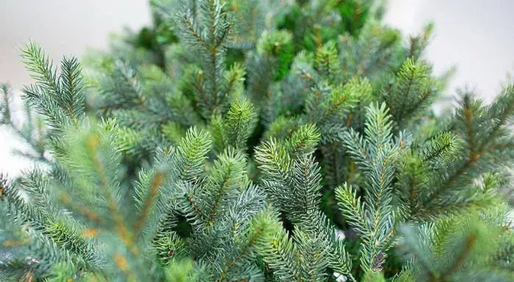 Интерьерная искусственная елка Сказочная Премиум 5,5 м., ствольная, Литая хвоя+ПВХ, Green Trees (GT5,5SK)