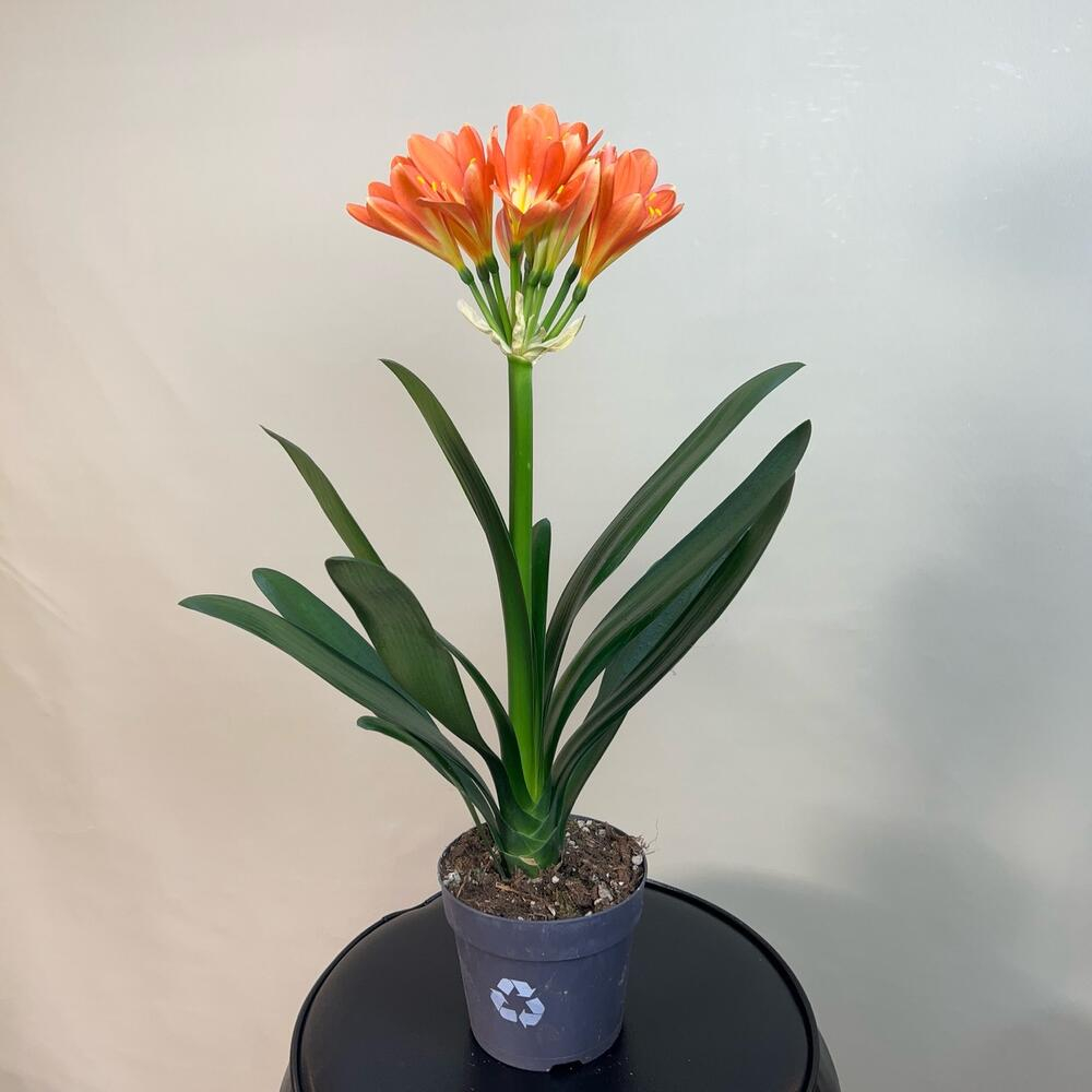 Кливия киноварная (Clivia miniata)