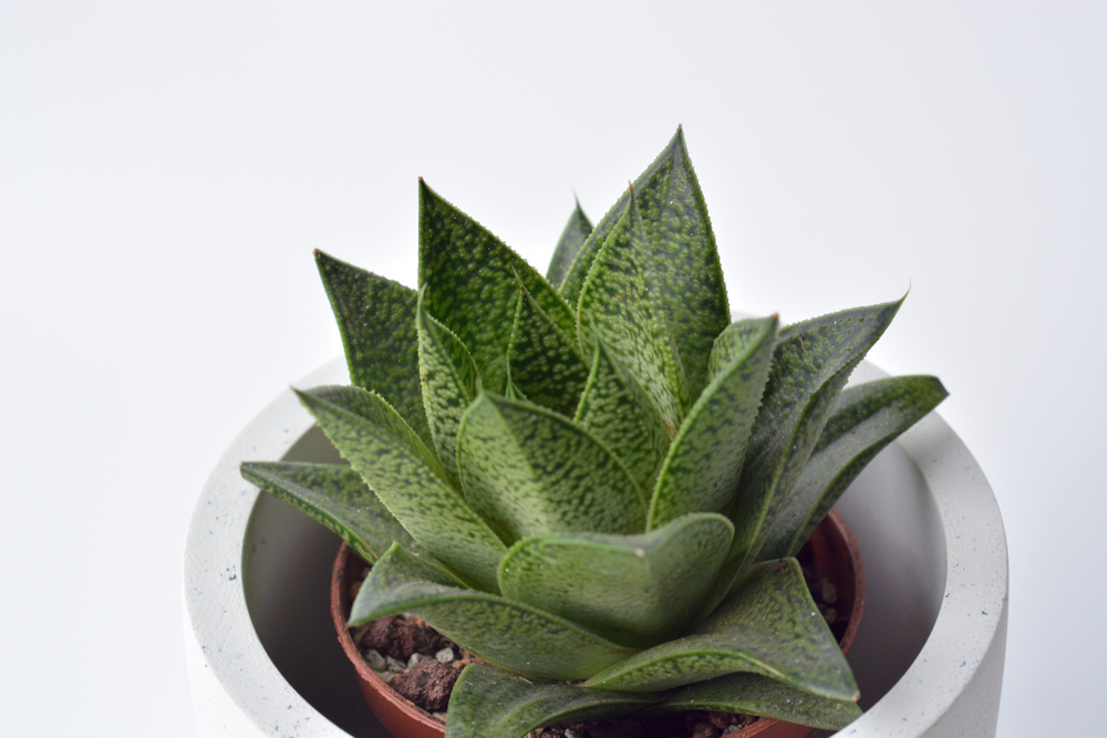 Гастералоэ / Gasteraloe