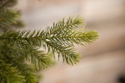 Ель Уэльская 155см зеленая Triumph Tree