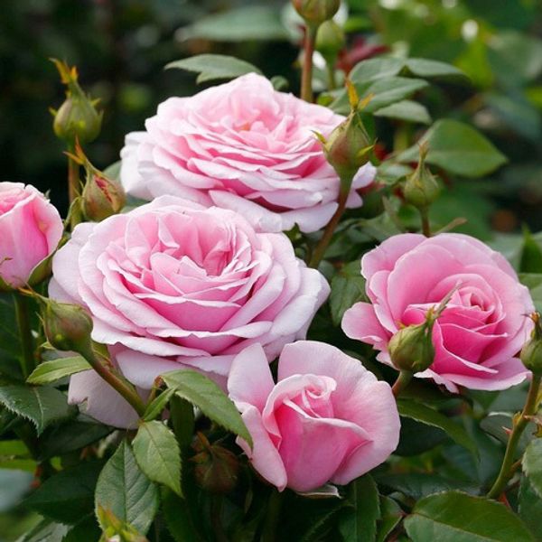 Роза чайно-гибридная Пасифик Блю