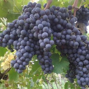 Корвина, Корвина Веронезе (Corvina Veronese) - чёрный сорт винограда