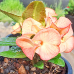 Эуфорбия Миля SAB PAISAN