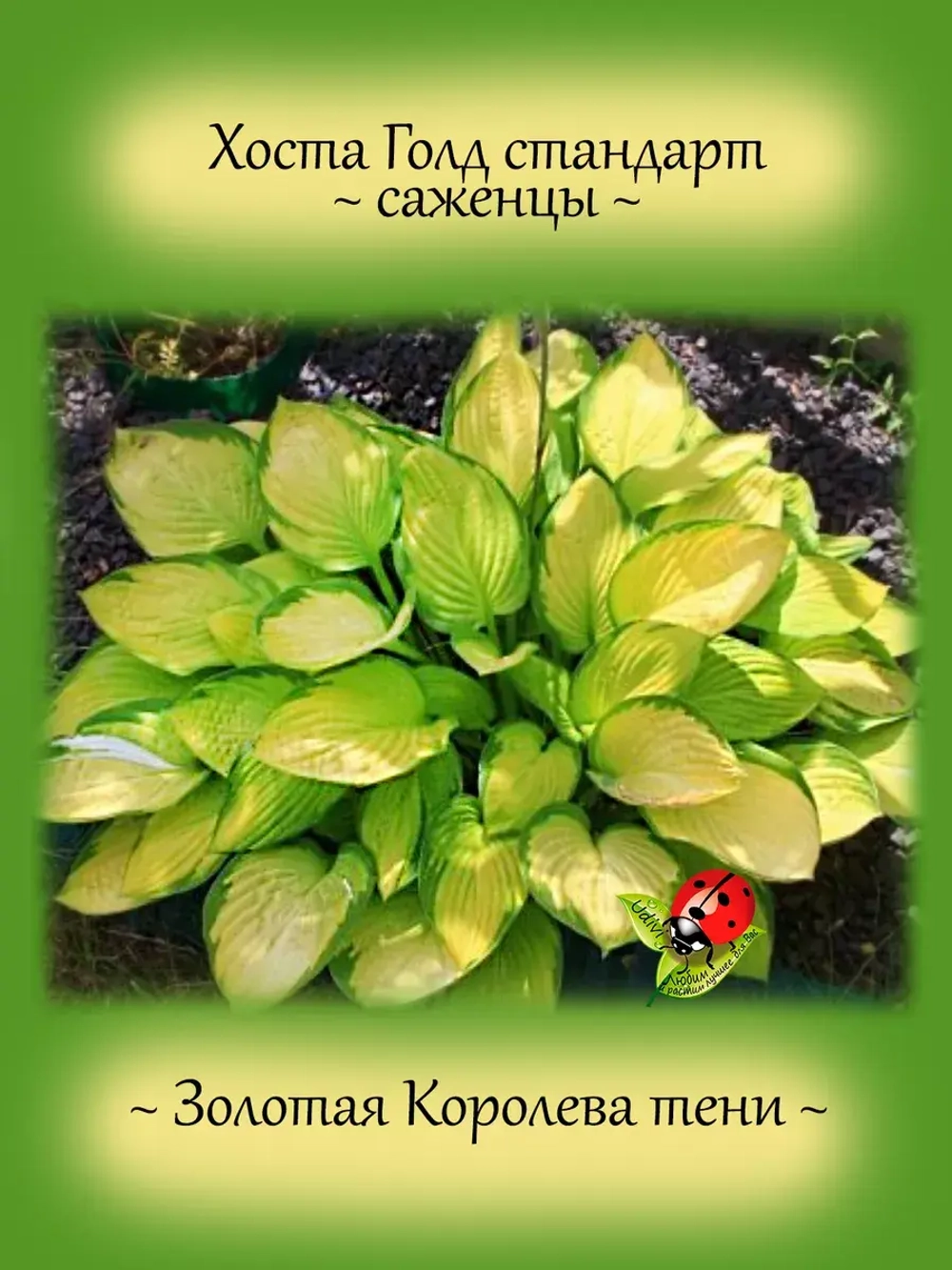 Хоста Голден Стандарт золотая желтая