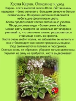 Хоста Карин пестролистная многолетняя