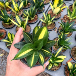 Сансевиерия HAHNII SIAM TOWER