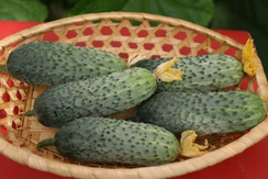 Капучино F1 семена огурца партенокарпического (Гавриш)