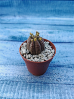 Euphoria Obesa (Эуфорбия)
