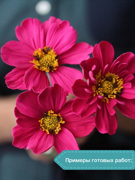 Молд  Центр Космеи, Циннии, брунии