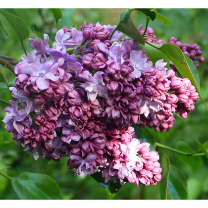 Сирень Маршал Бирюзов