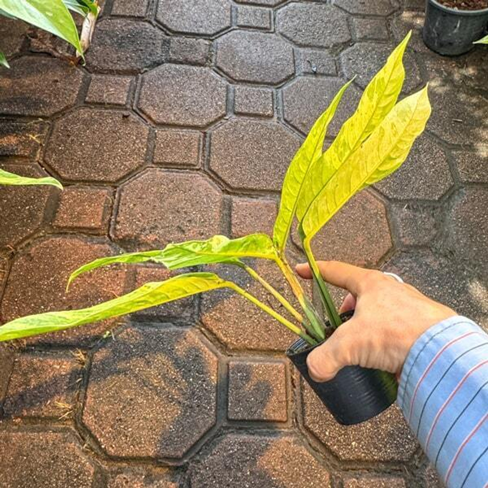 Рафидофора FORAMINIFERA MARBLE VAR