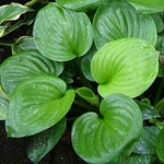 Мохито / Mojito (M) хоста гибридная