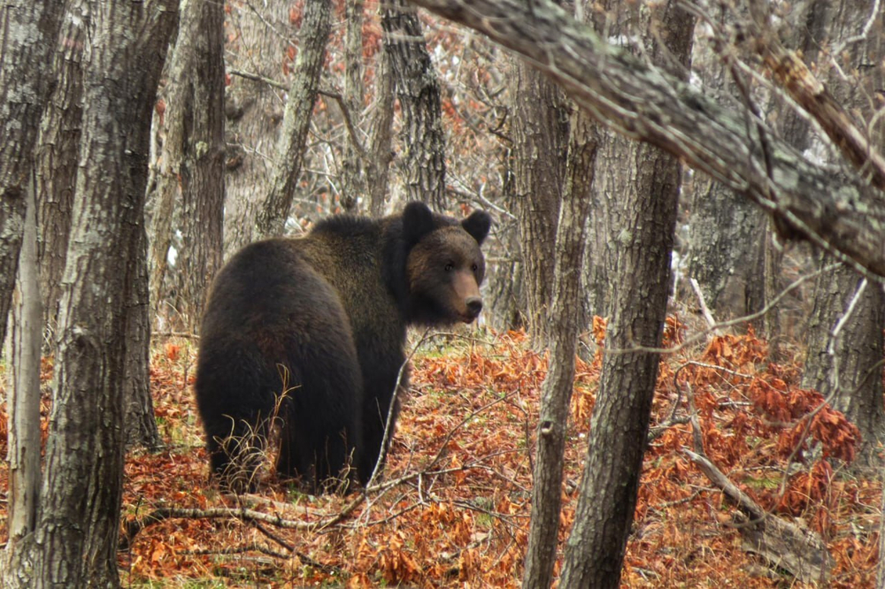 Хранитель сокровищ и лесных троп Сихотэ-Алиня