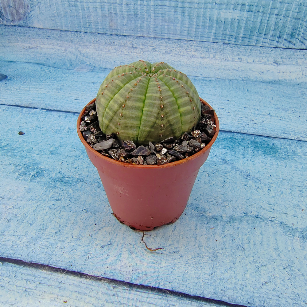 Euphoria Obesa (Эуфорбия)