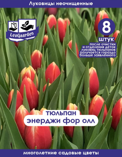 Тюльпан Луковица, Энерджи Фор Ол, 8+шт