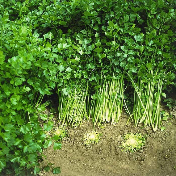 АФИНА семена сельдерея (Bejo | Alexagro) – фото 2