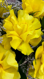 Шляпная коробка с желтыми французскими розами