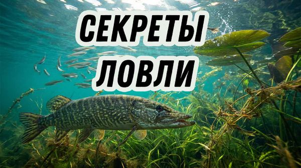 Секреты ловли щуки в траве. Как поймать щуку на спиннинг Секреты ловли щуки в траве. Как поймать щуку на спиннинг