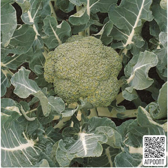 БЕЛСТАР F1 семена капусты брокколи (Bejo | Alexagro)