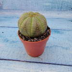 Euphoria Obesa (Эуфорбия)