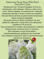 Гортензия Полярный медведь Polar Bear