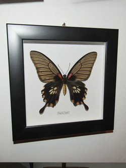 Бабочка Papilio lowi самка в рамке