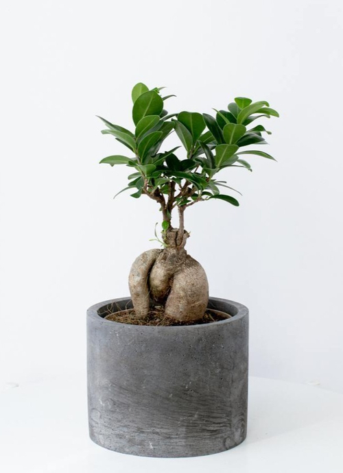 Фикус Микрокарпа