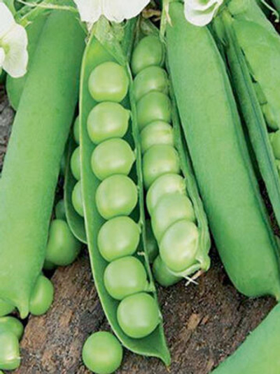 Бинго семена гороха (Syngenta / Сингента)