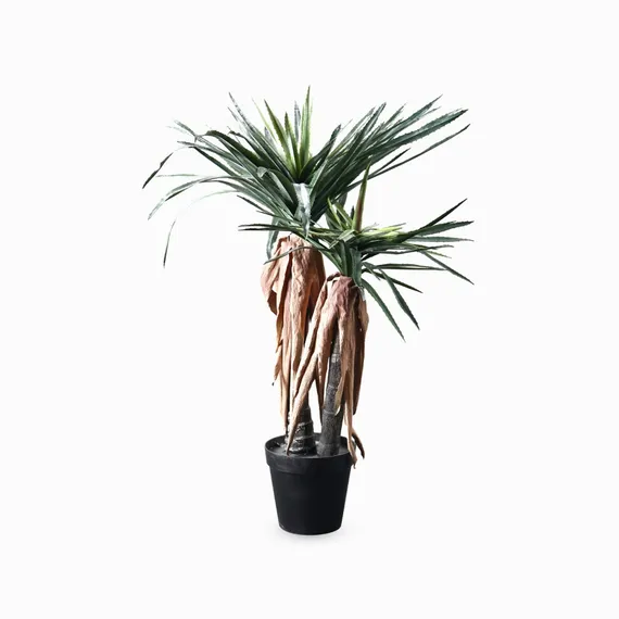 Драцена высота 150