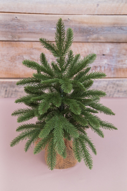 Ель в мешочке 45см Edelman B.V. Чемберлен зеленая