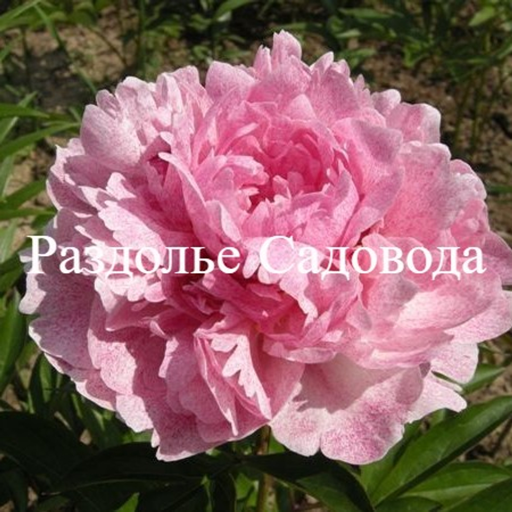 Пион Питерджи Фринд Вагенаар