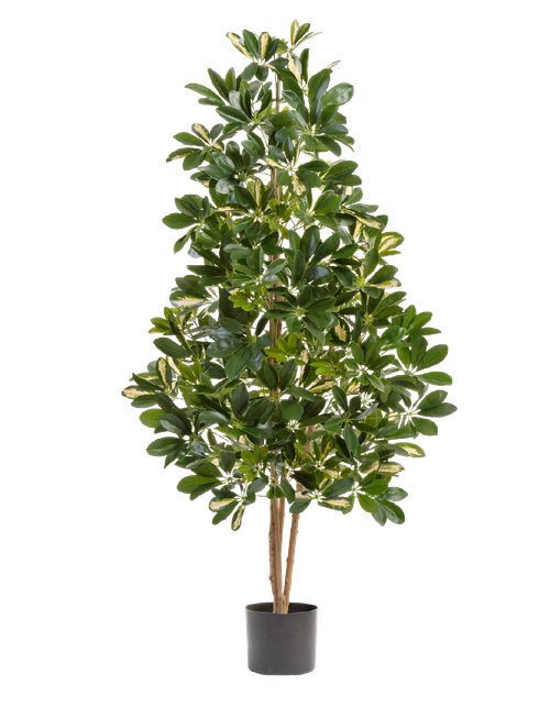 Шеффлера натуральная пёстрая