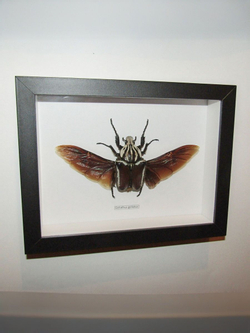 Жук Goliathus goliatus самка в рамке