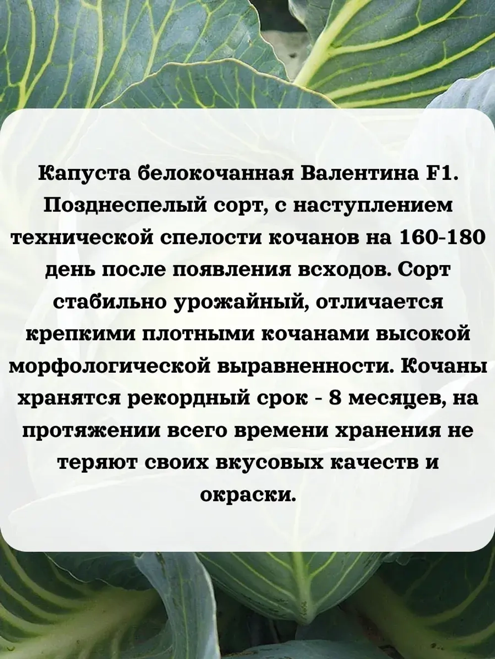 Семена капусты набор 3 шт (Гарант,Трансфер,Валентина)