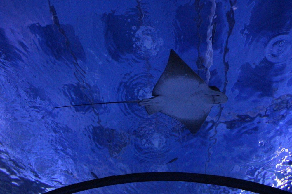 Аквариум в Анталии