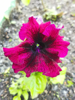 Товар из приложения с картинками модификаций