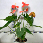 Антуриум Андре NEBRASKA