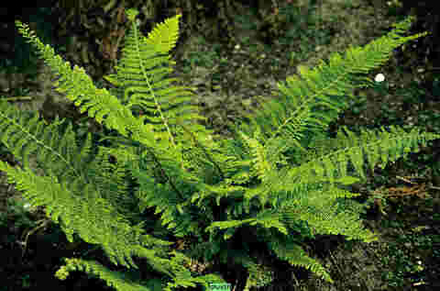 Многорядник щетинковый Херренхаузен С2