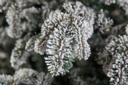 Ель 215см Black Box Стильная заснеженная