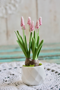 Мускари. Мышиный гиацинт