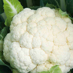 Спейс стар F1 семена капусты цветной (Syngenta / Сингента)