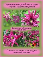 Клематис Розалин махровый