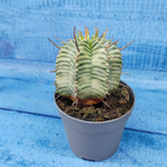 Euphorbia meloformis f. Variegated (Эуфорбия вариегатная)