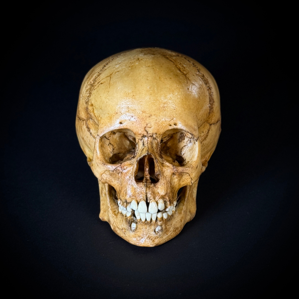 Череп человека ребёнок (анатомическая модель)