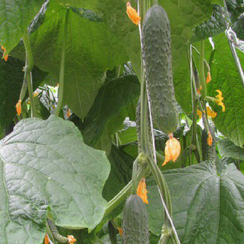 Арсенал F1 семена огурца партенокарпического (Гавриш)