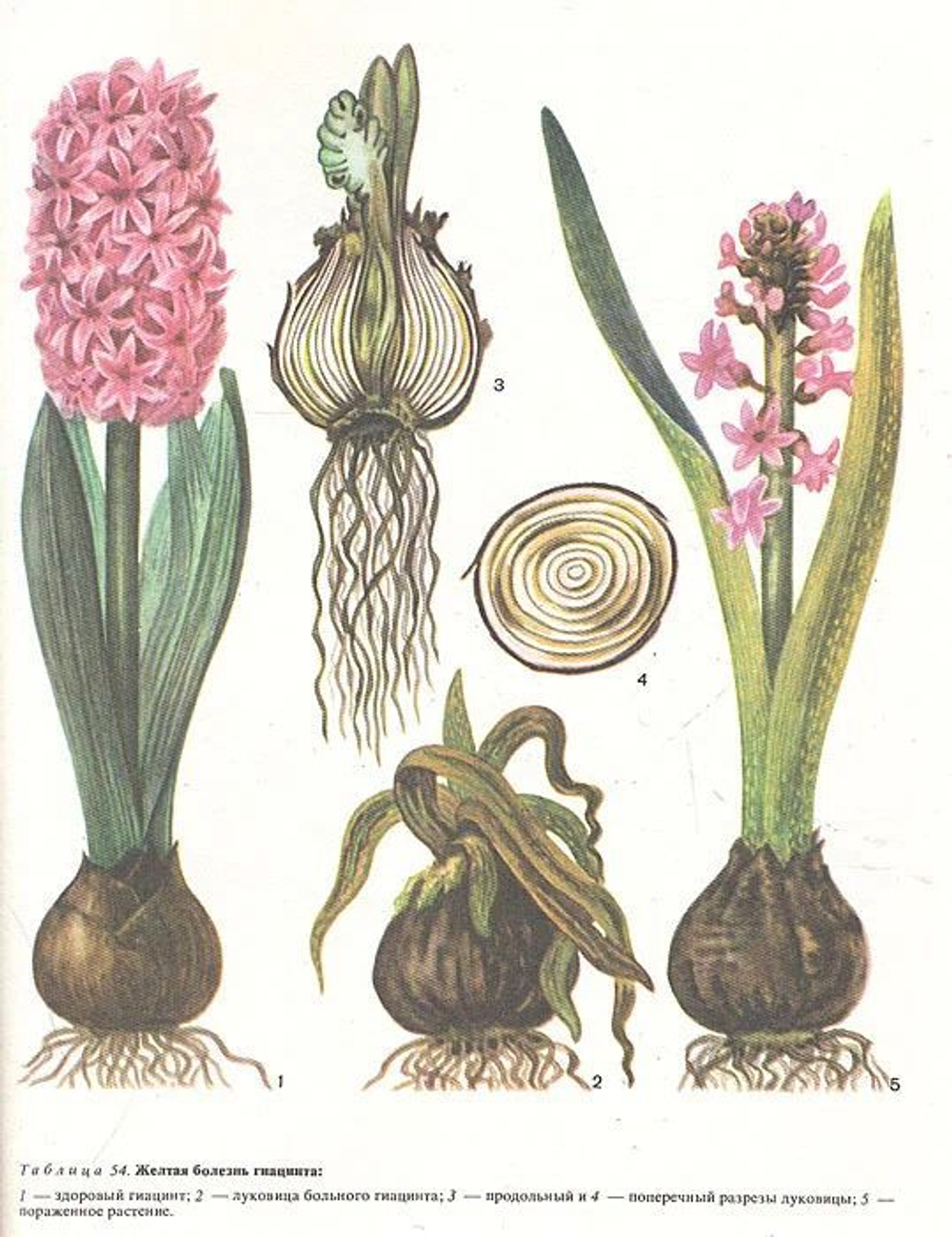 Жизнь растений. Энциклопедия в 6-ти томах (комплект из 7-ми книг)