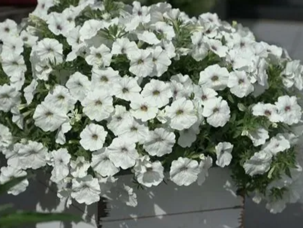 ЕВРО Петхоа Wonder Wendy укорененный черенок ОКС начало декабря