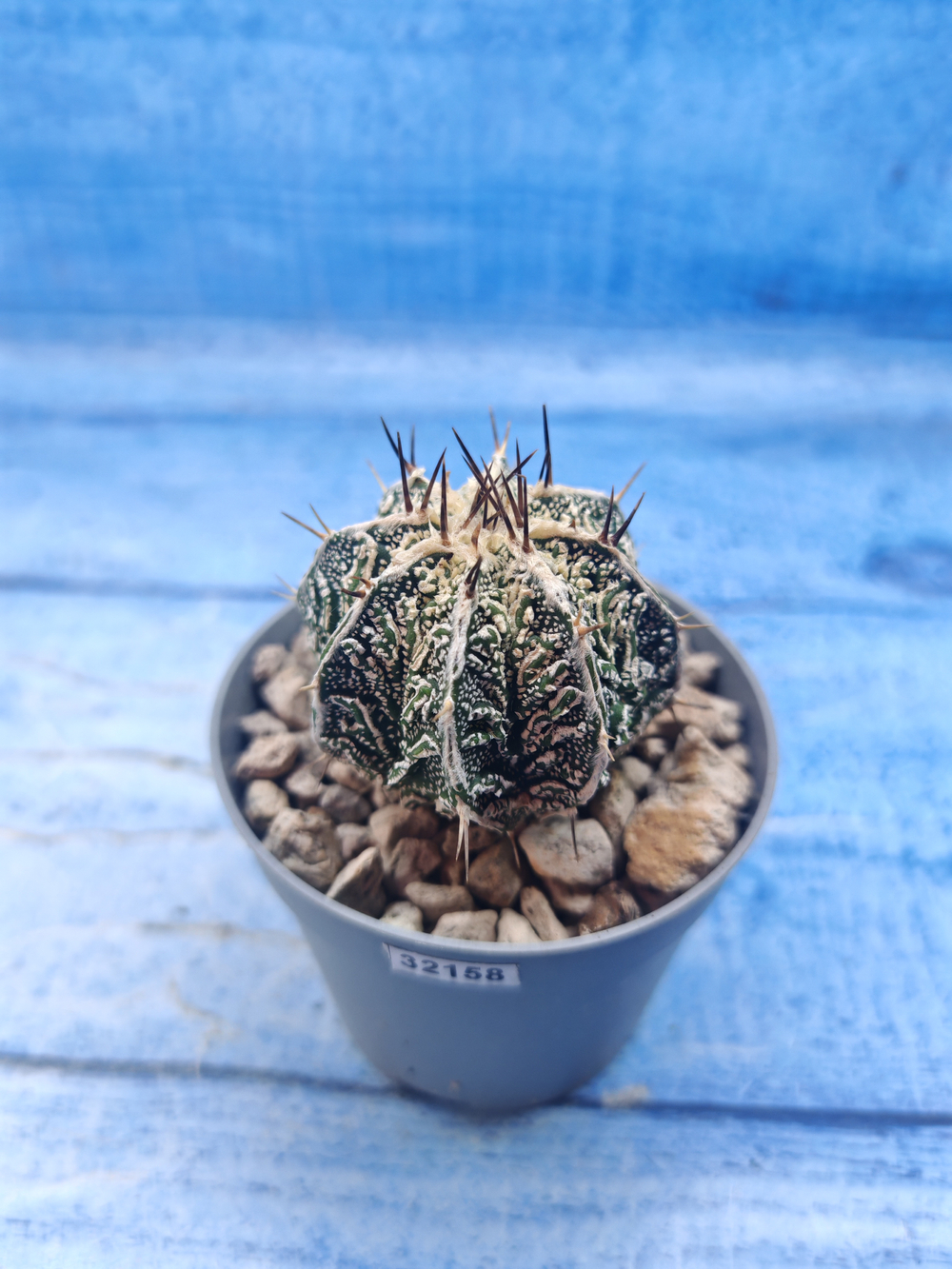 Astrophytum Myriostigma Fukuryu (Астрофитум)