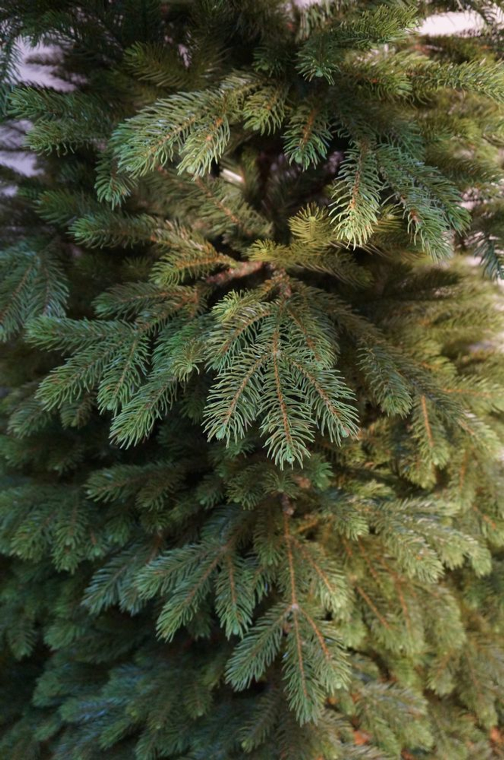 Ель 155 см Black Box Коттеджная Голландия фрагмент